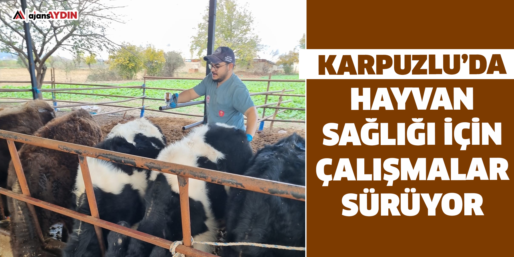 Karpuzlu’da hayvan sağlığı için çalışmalar sürüyor