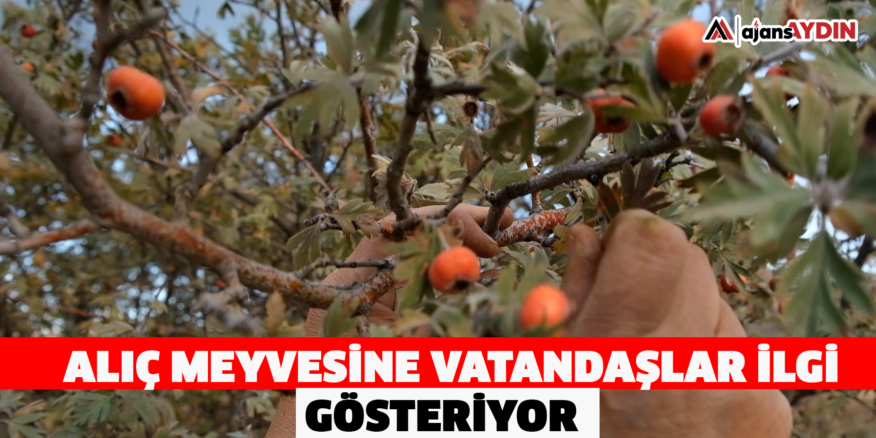 Alıç meyvesine vatandaşlar ilgi gösteriyor