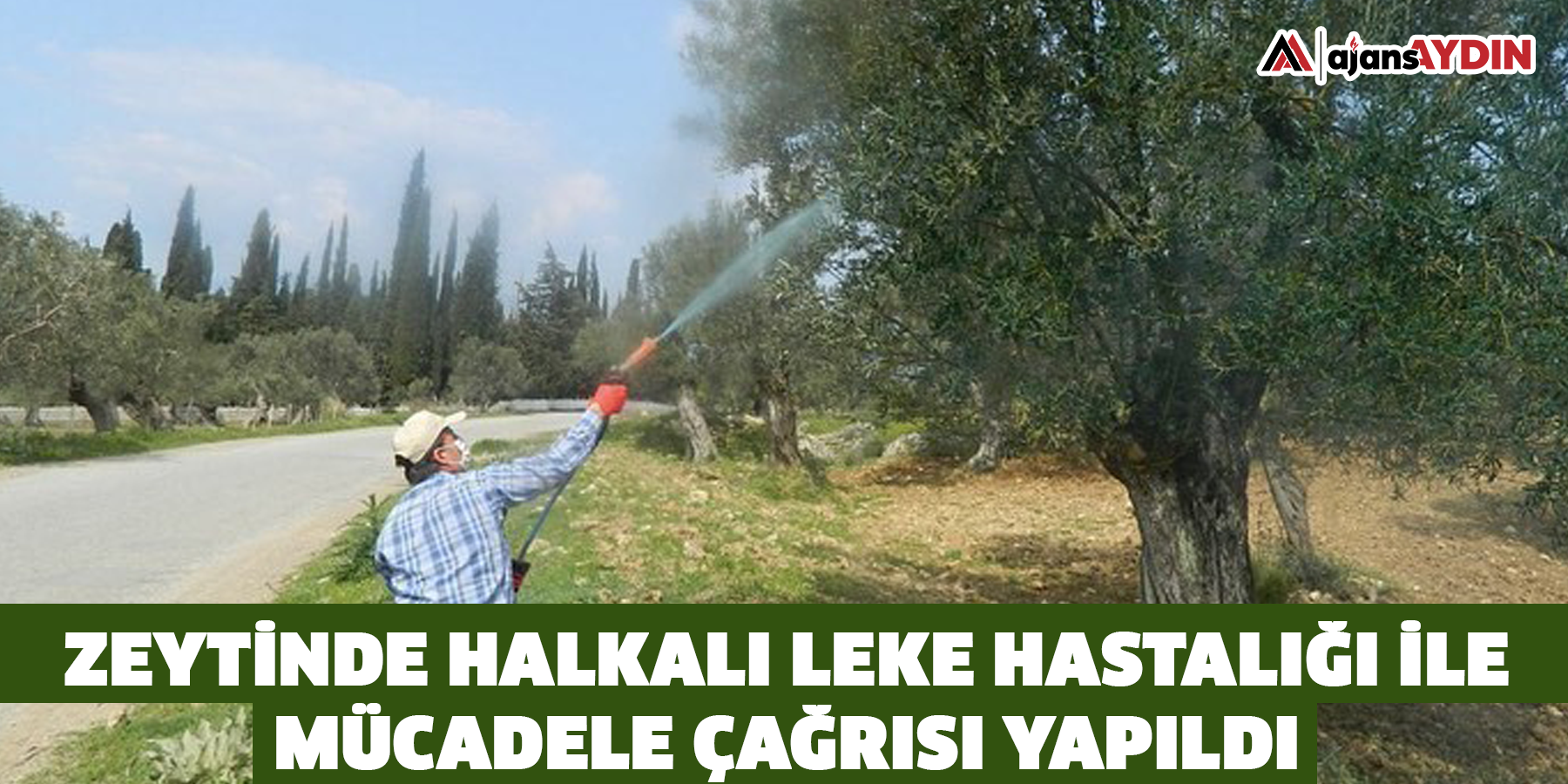 Zeytinde halkalı leke hastalığı ile mücadele çağrısı yapıldı