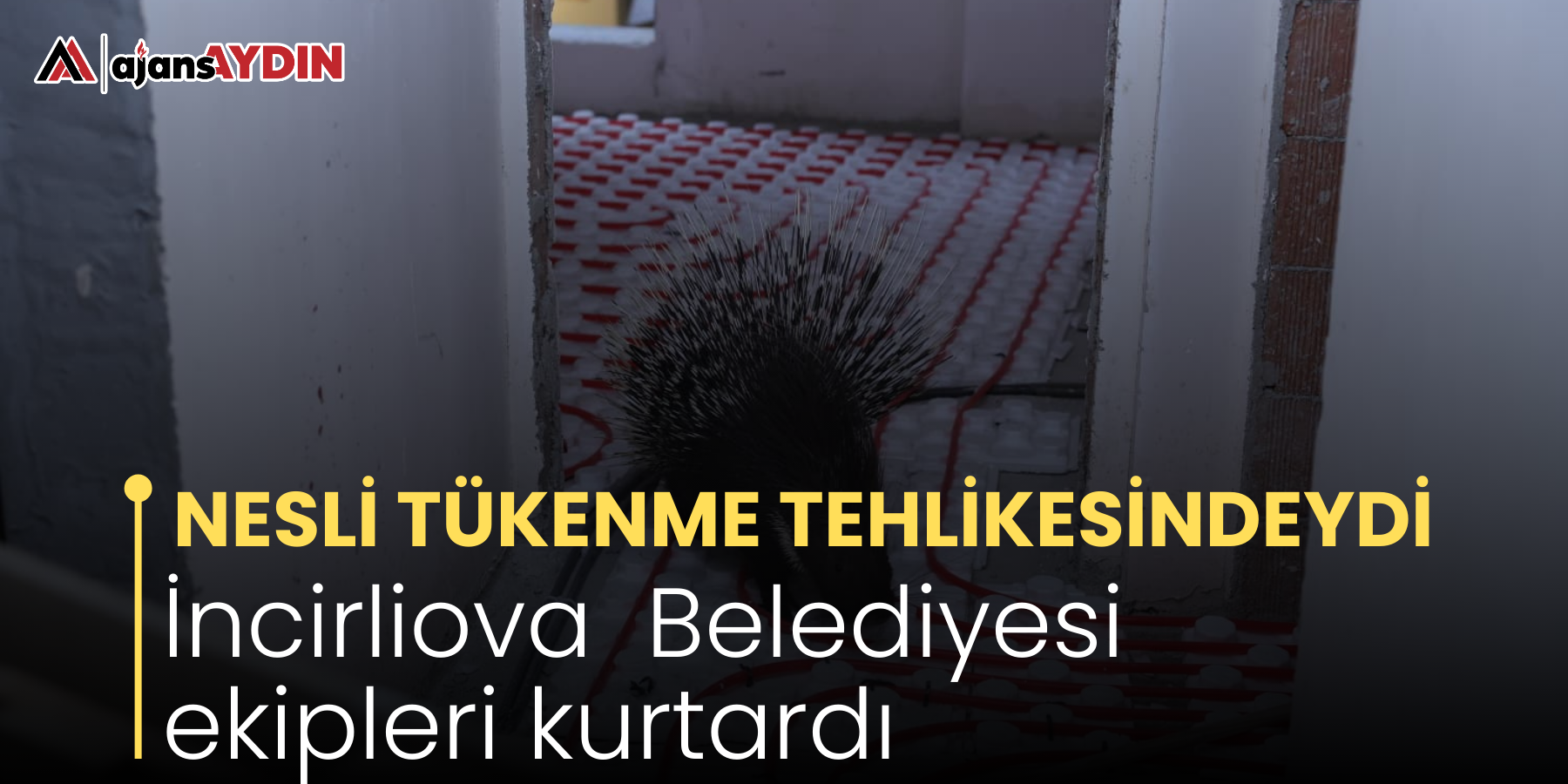 NESLİ TÜKENME TEHLİKESİNDEYDİ İncirliova  Belediyesi ekipleri kurtardı