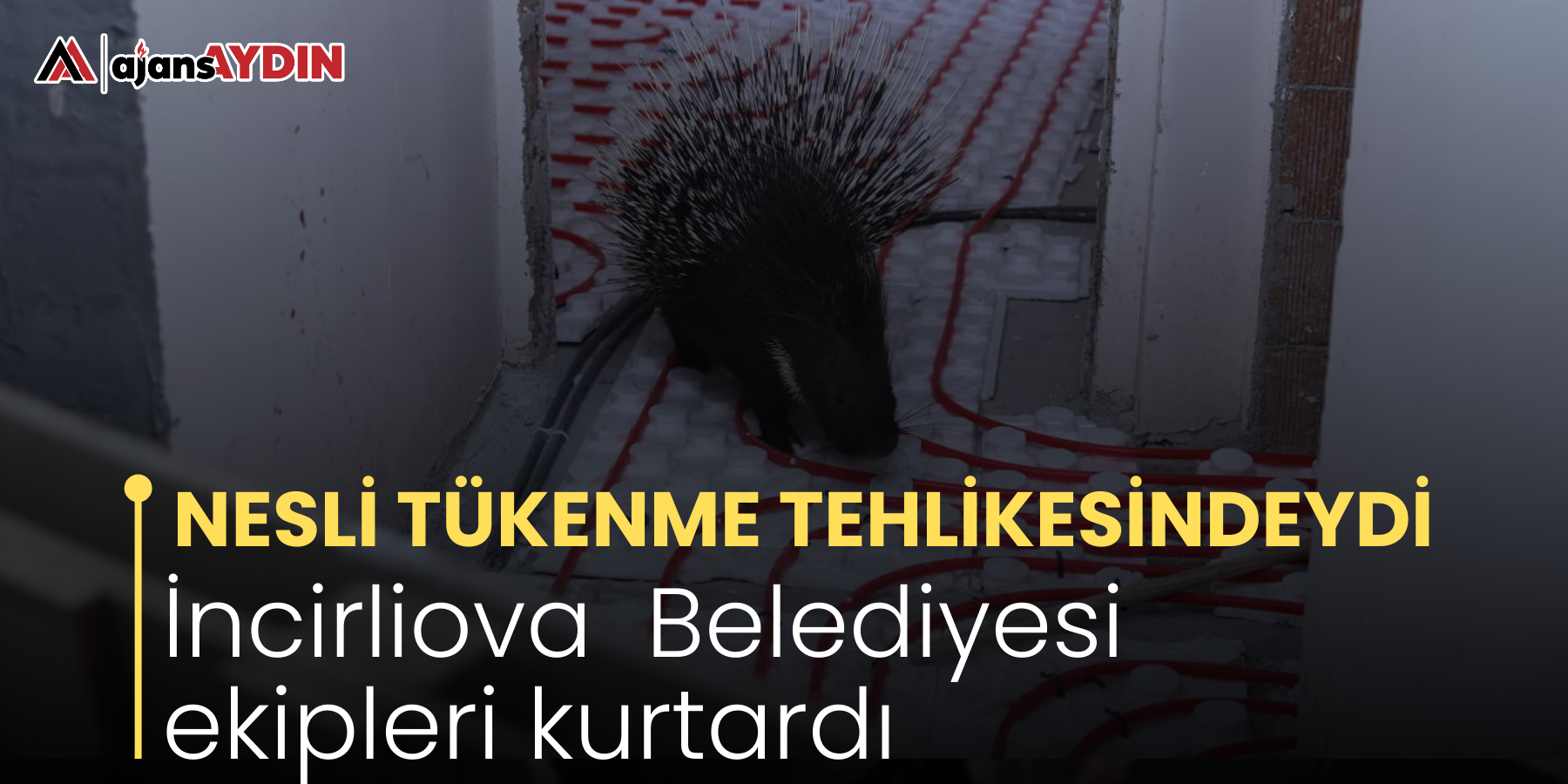 NESLİ TÜKENME TEHLİKESİNDEYDİ İncirliova  Belediyesi ekipleri kurtardı
