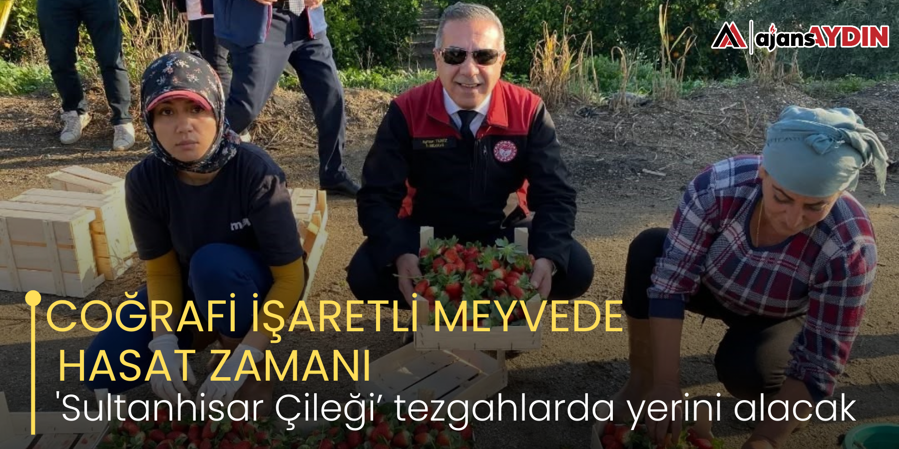 COĞRAFİ İŞARETLİ MEYVEDE HASAT ZAMANI  'Sultanhisar Çileği’ tezgahlarda yerini alacak