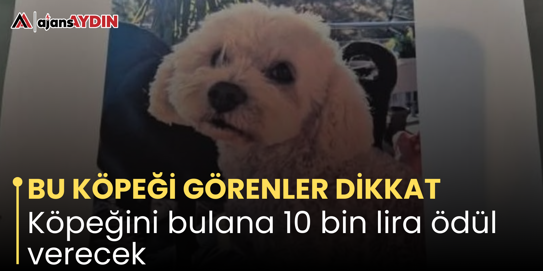 BU KÖPEĞİ GÖRENLER DİKKAT   Köpeğini bulana 10 bin lira ödül verecek
