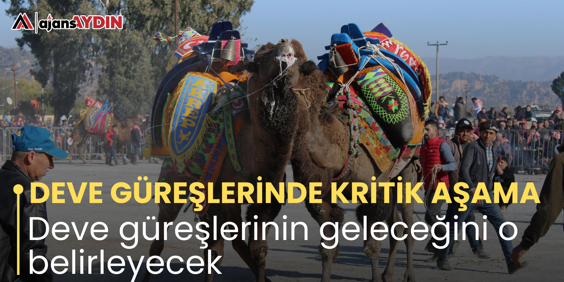 DEVE GÜREŞLERİNDE KRİTİK AŞAMA Deve güreşlerinin geleceğini o belirleyecek