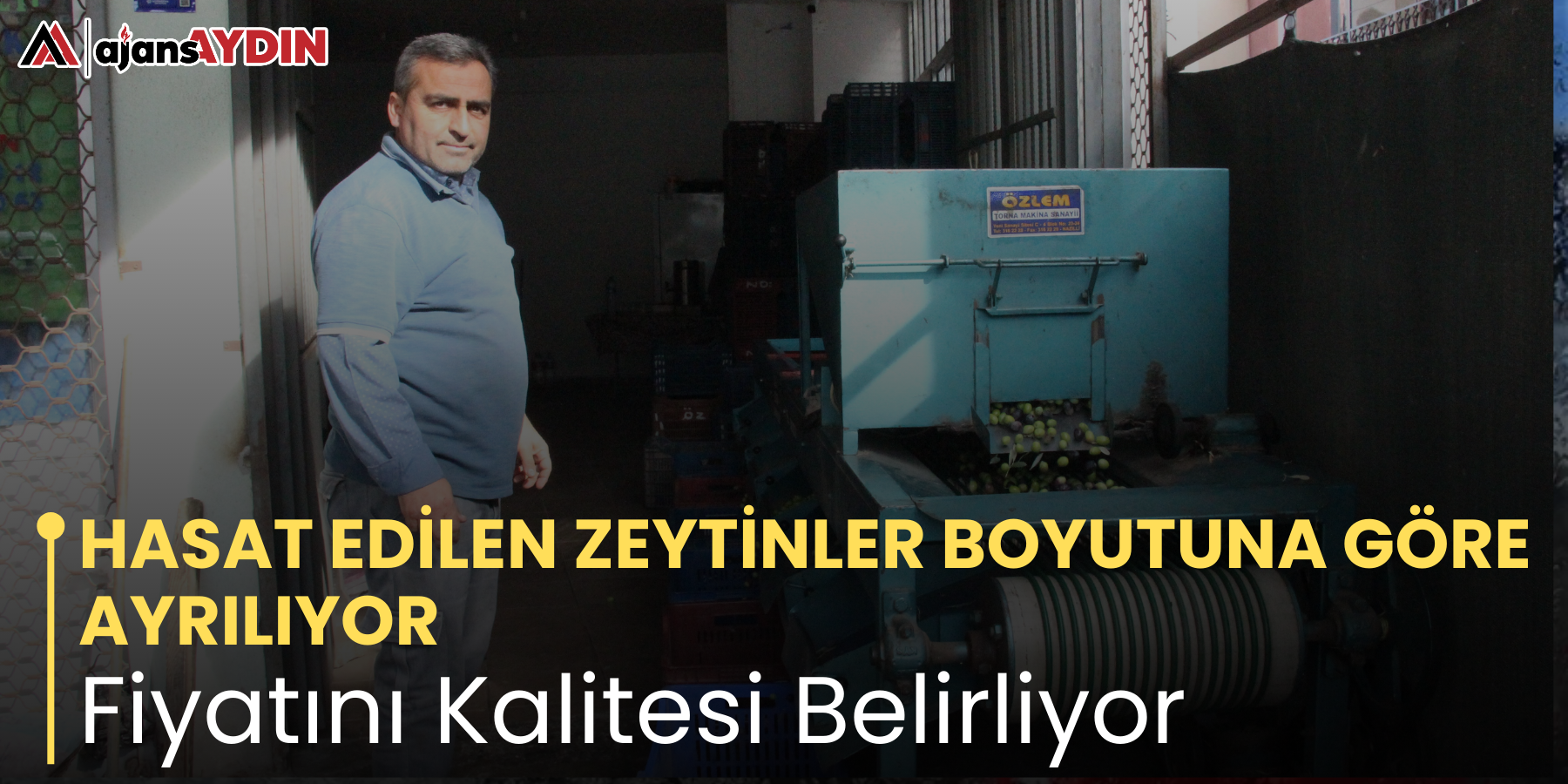 HASAT EDİLEN ZEYTİNLER BOYUTUNA GÖRE AYRILIYOR Fiyatını Kalitesi Belirliyor