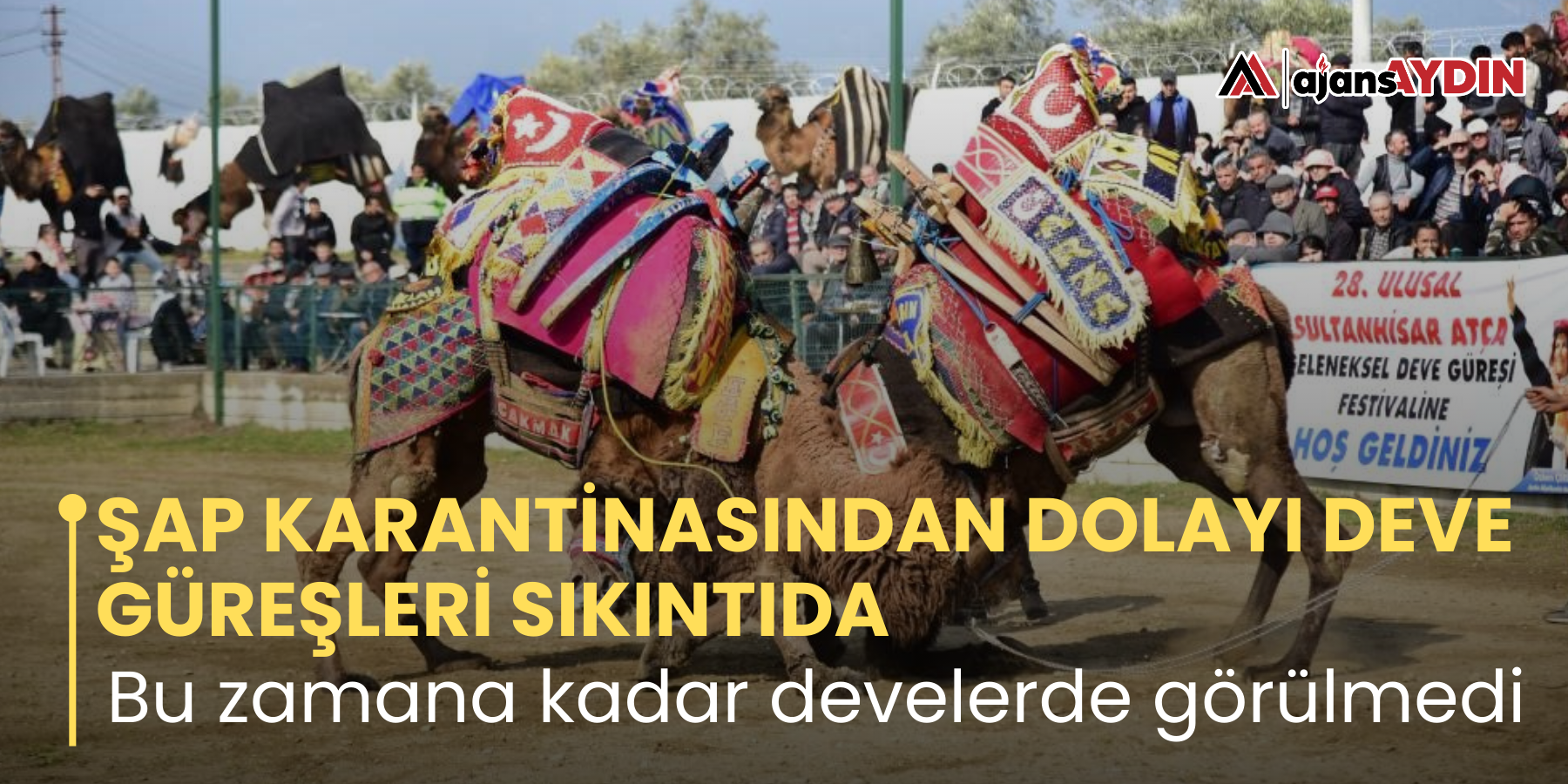 ŞAP KARANTİNASINDAN DOLAYI DEVE GÜREŞLERİ SIKINTIDA   Bu zamana kadar develerde görülmedi