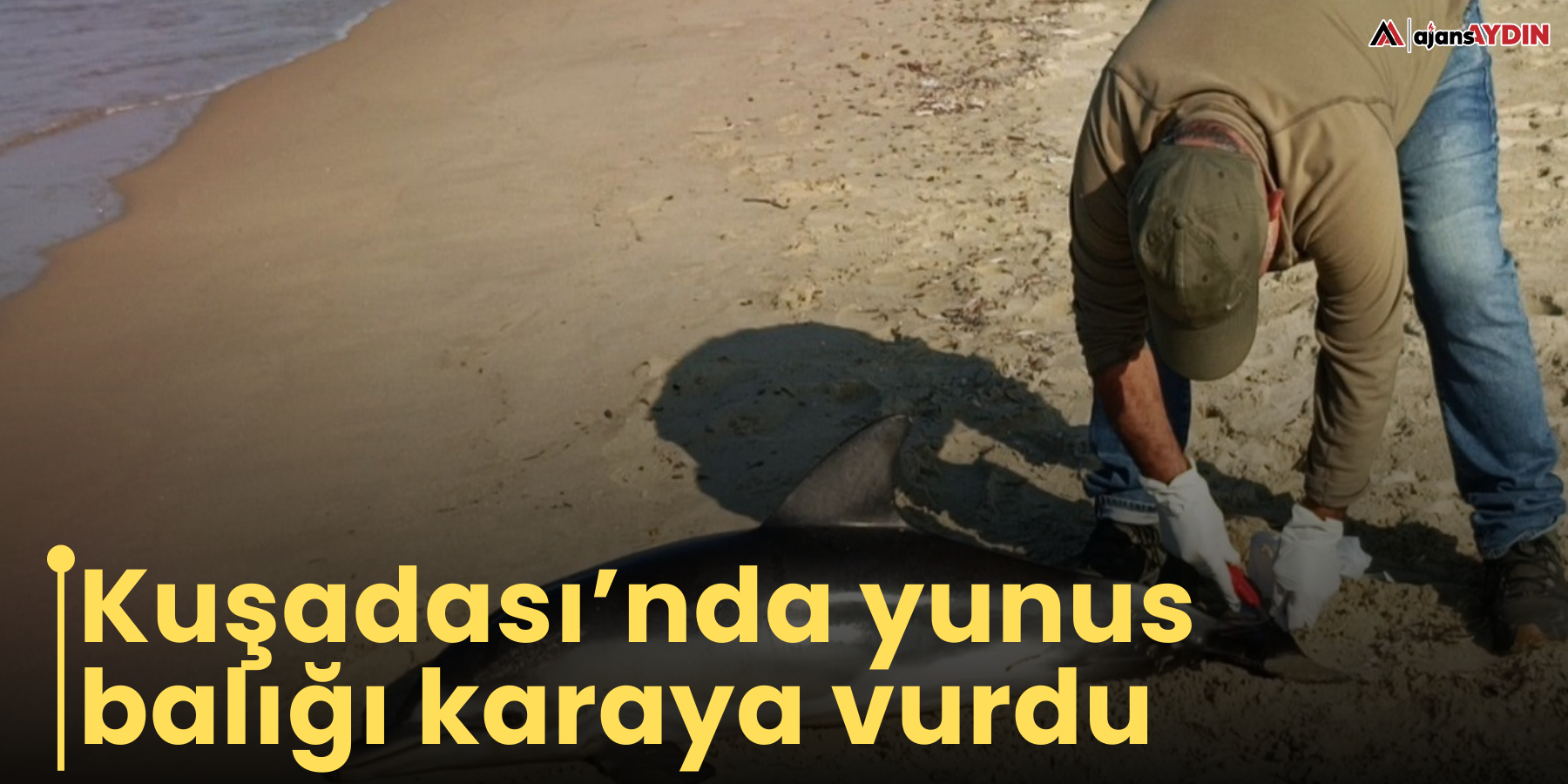 Kuşadası’nda yunus balığı karaya vurdu