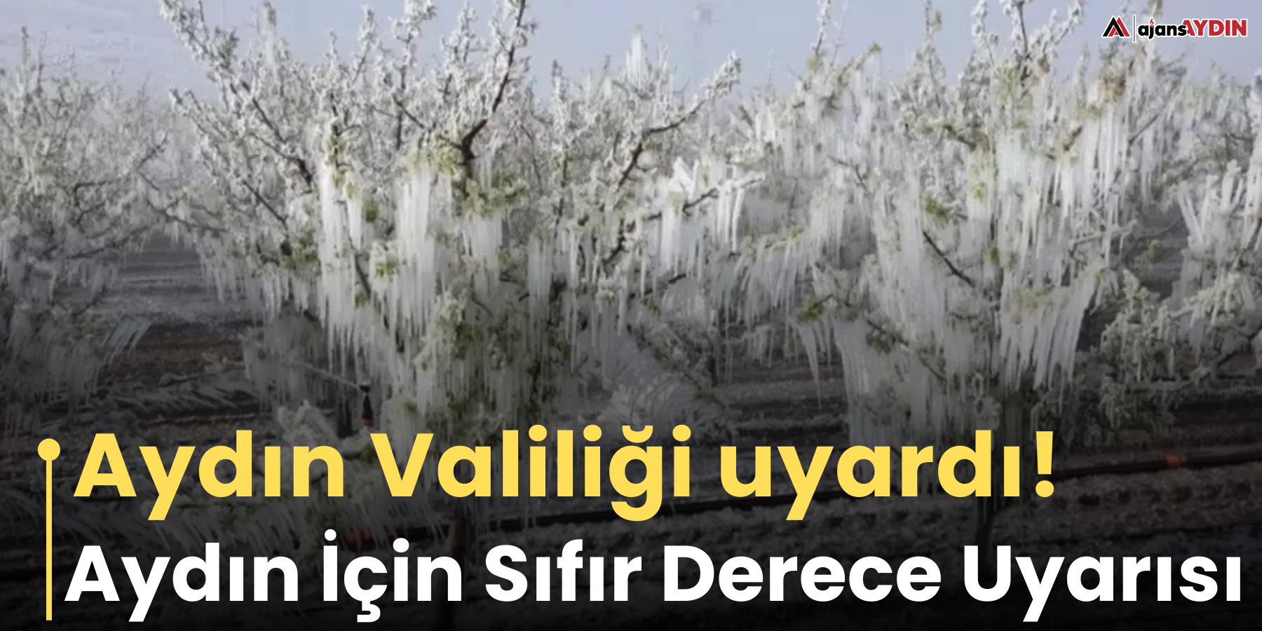 Aydın Valiliği uyardı!  Soğuk havalar ve zirai don