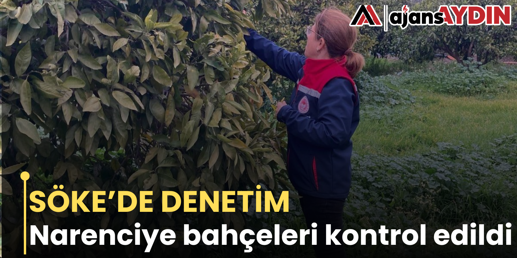 SÖKE’DE DENETİM   Narenciye bahçeleri kontrol edildi
