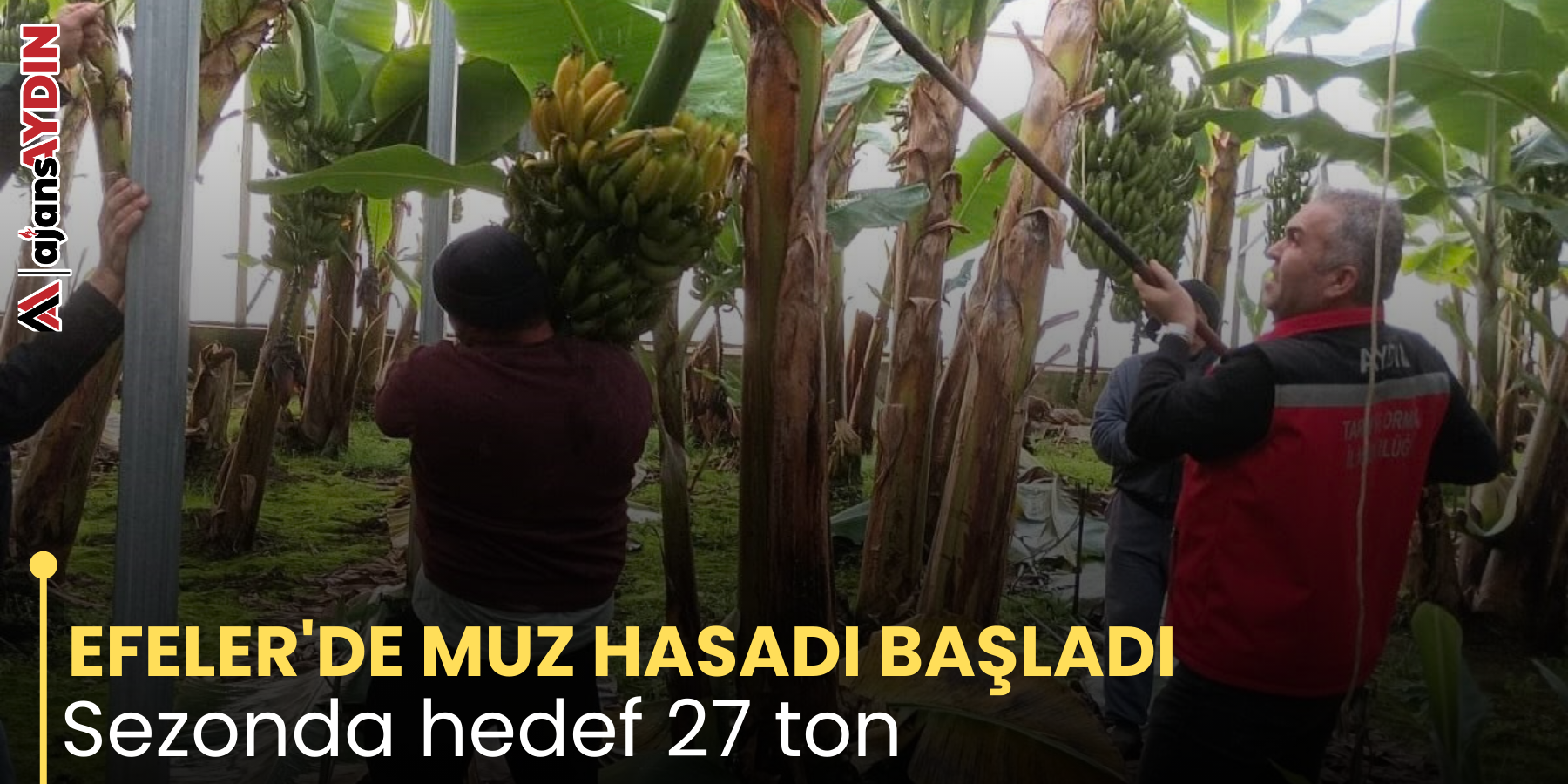 EFELER'DE MUZ HASADI BAŞLADI       Sezonda hedef 27 ton