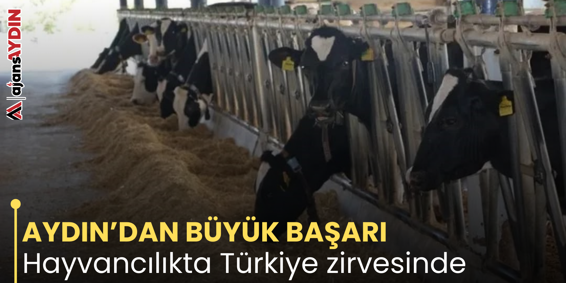 AYDIN’DAN BÜYÜK BAŞARI  Hayvancılıkta Türkiye zirvesinde