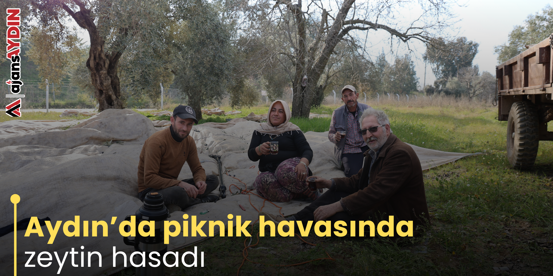 Aydın’da piknik havasında zeytin hasadı