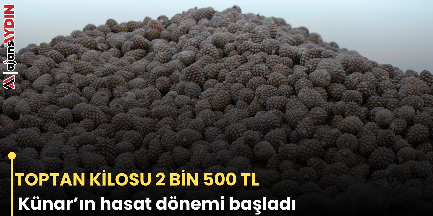 TOPTAN KİLOSU 2 BİN 500 TL   Künar’ın hasat dönemi başladı