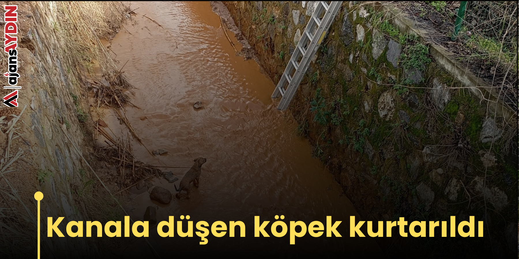 Kanala düşen köpek kurtarıldı