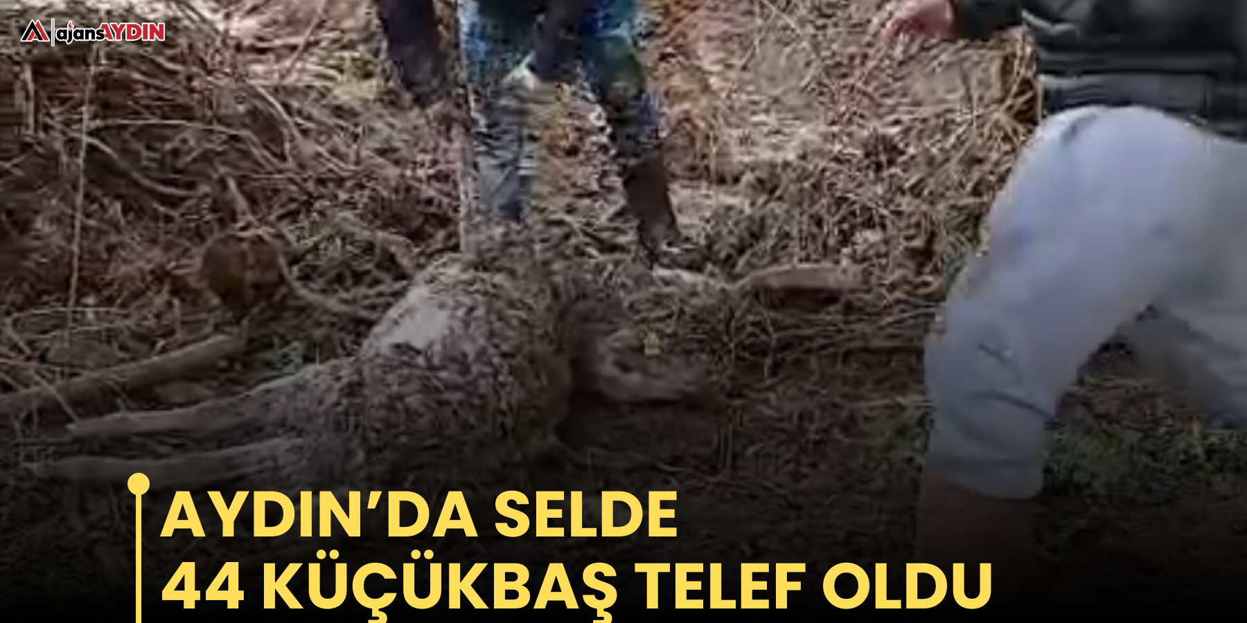 Aydın’da selde 44 küçükbaş telef oldu