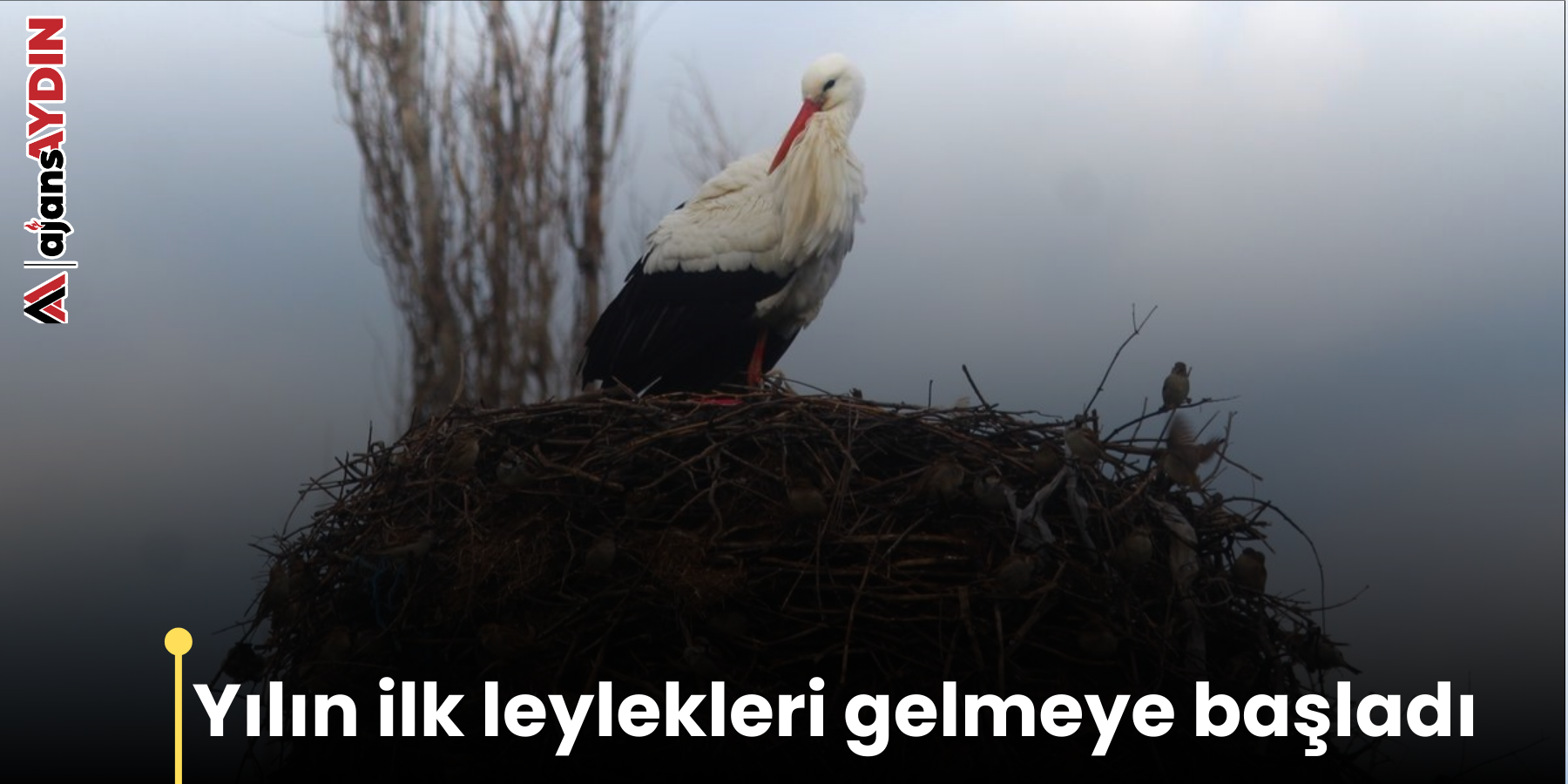 Yılın ilk leylekleri gelmeye başladı