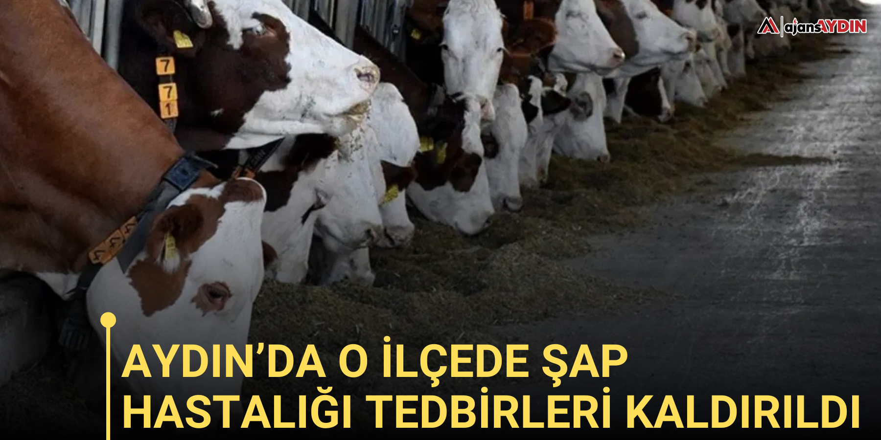 Aydın’da o ilçede şap hastalığı tedbirleri kaldırıldı