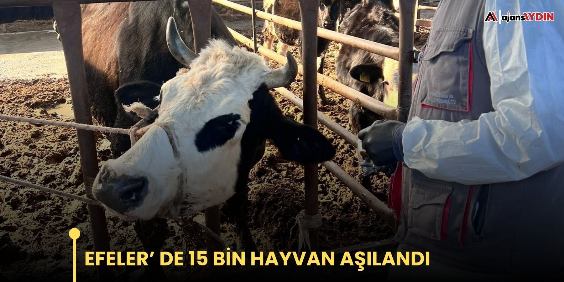 Efeler’ de 15 bin hayvan aşılandı