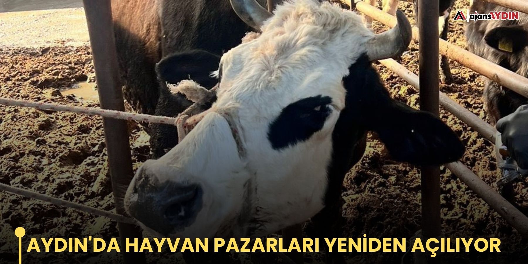 Aydın'da hayvan pazarları yeniden açılıyor