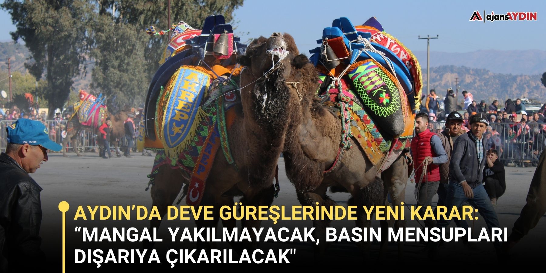 Aydın’da deve güreşlerinde yeni karar:  “Mangal yakılmayacak, basın mensupları dışarıya çıkarılacak"