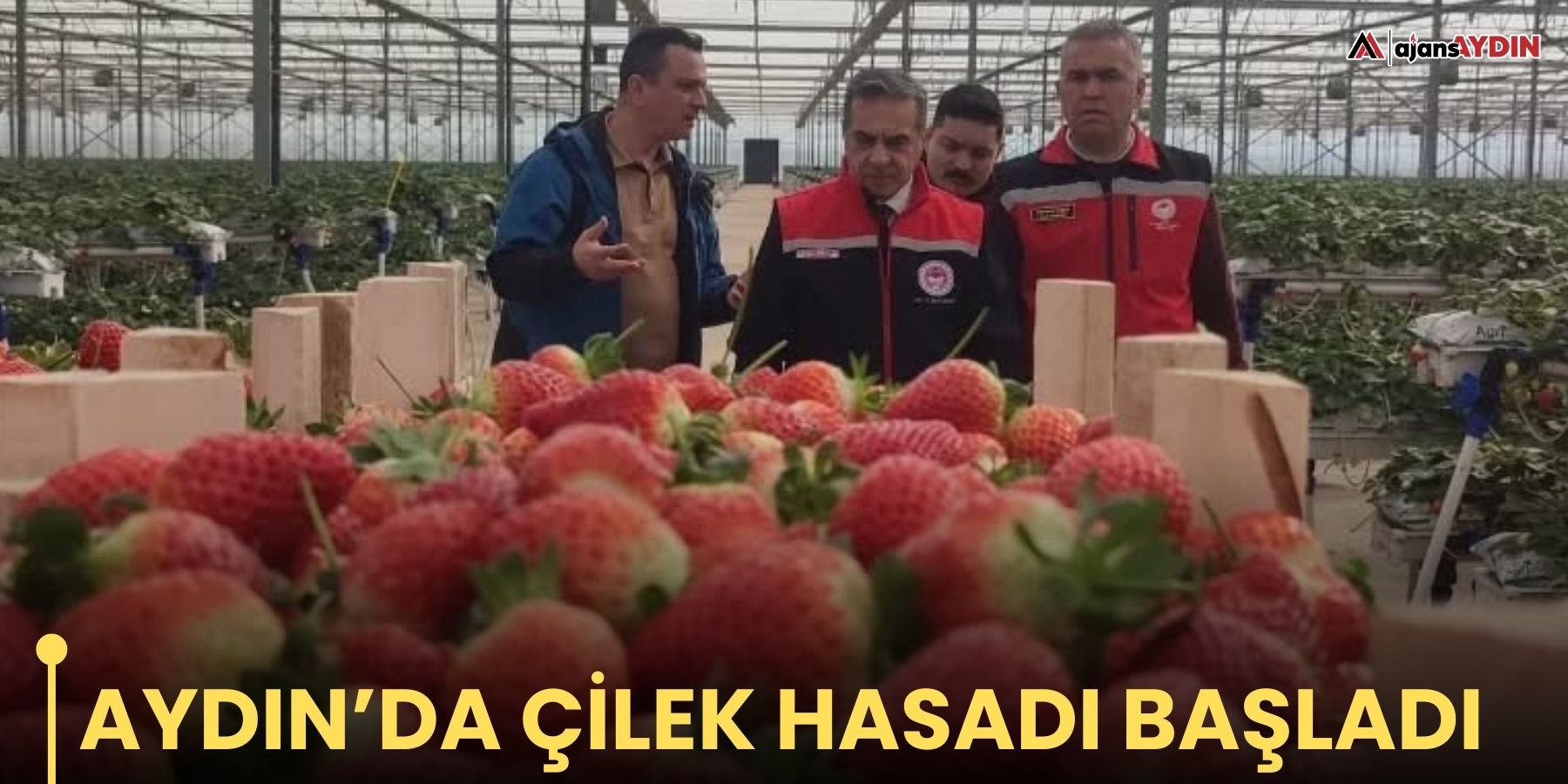 Aydın’da çilek hasadı başladı