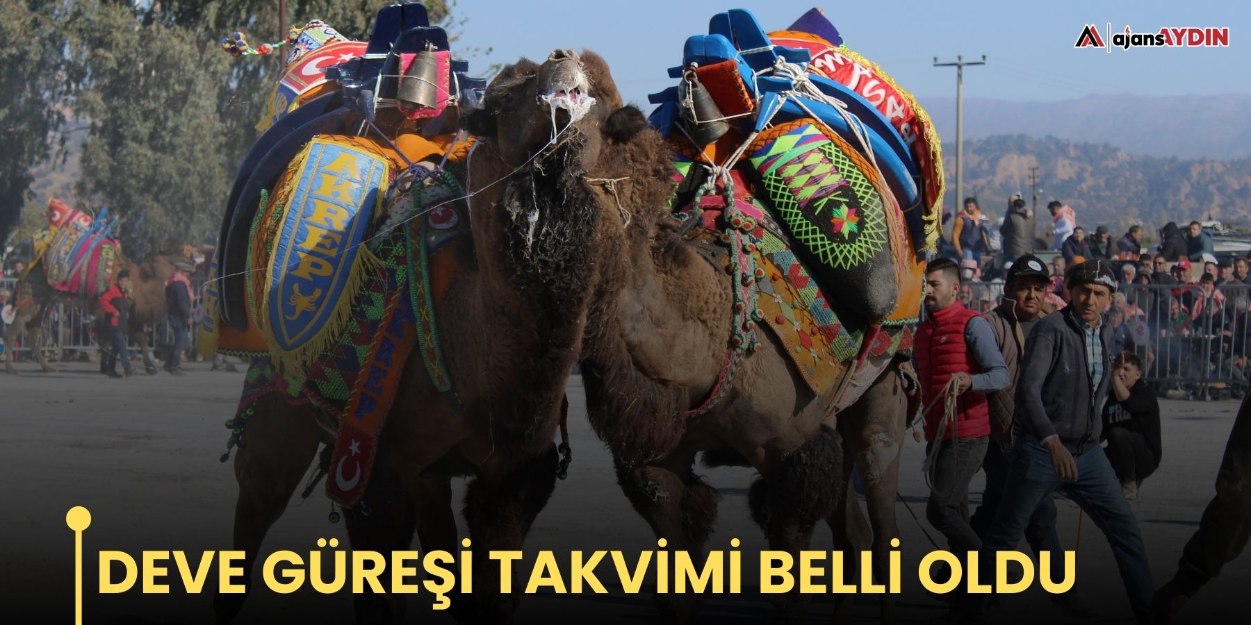 Deve güreşi takvimi belli oldu