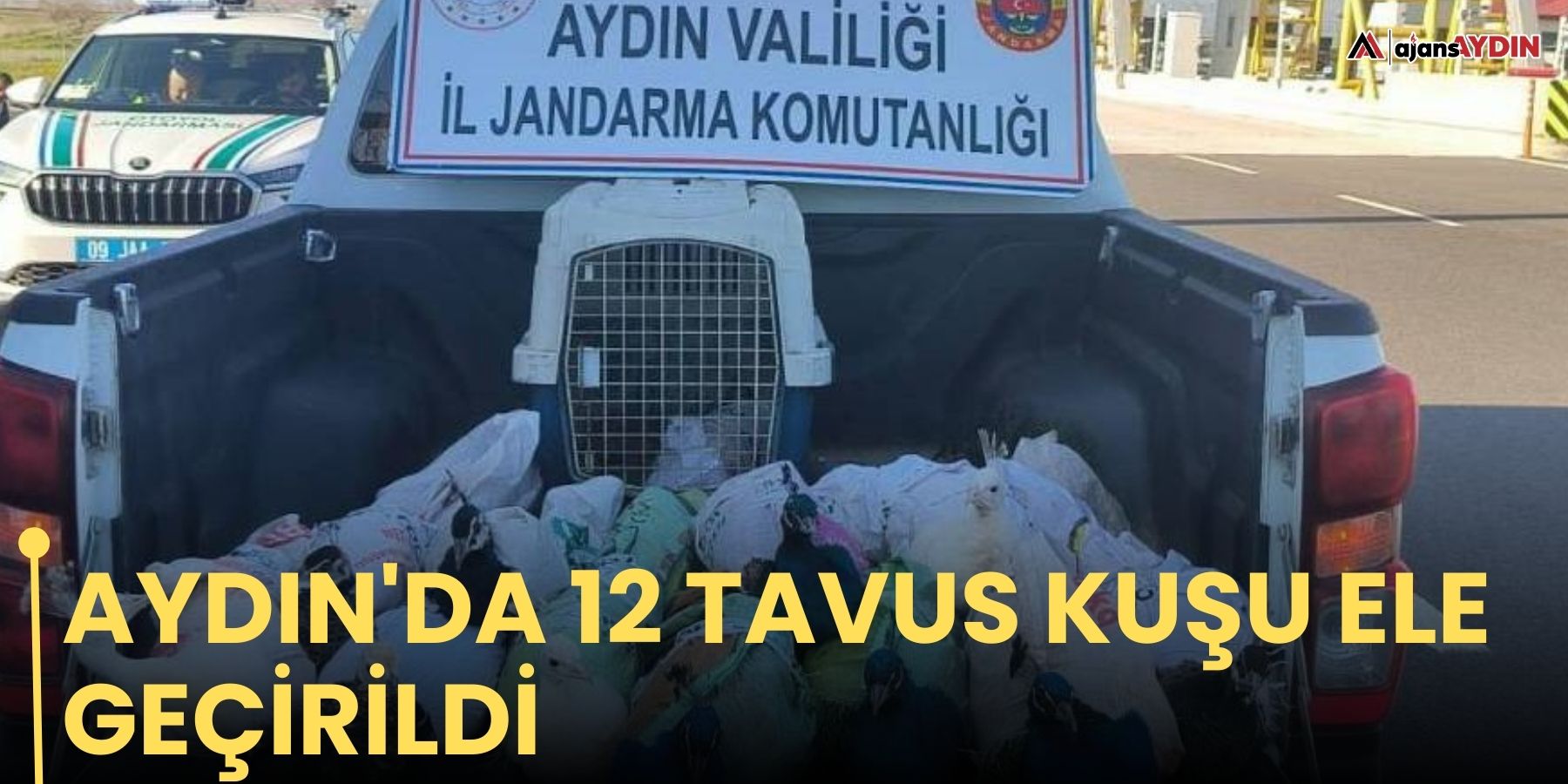 Aydın'da 12 Tavus kuşu ele geçirildi