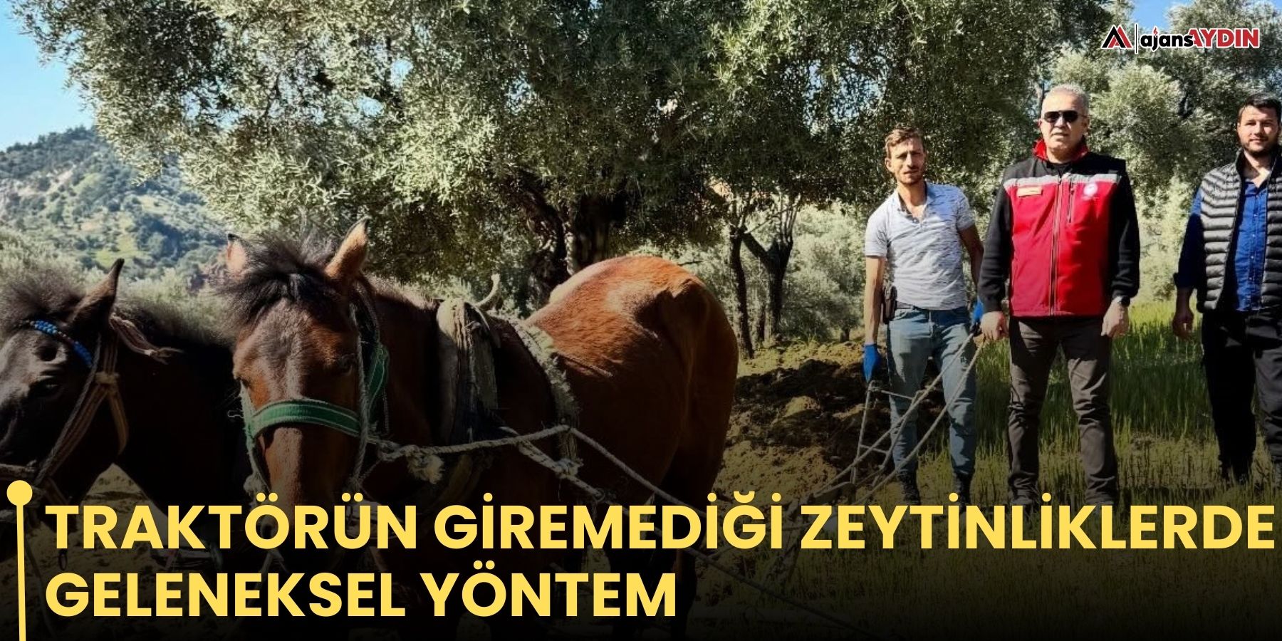 Traktörün giremediği zeytinliklerde geleneksel yöntem