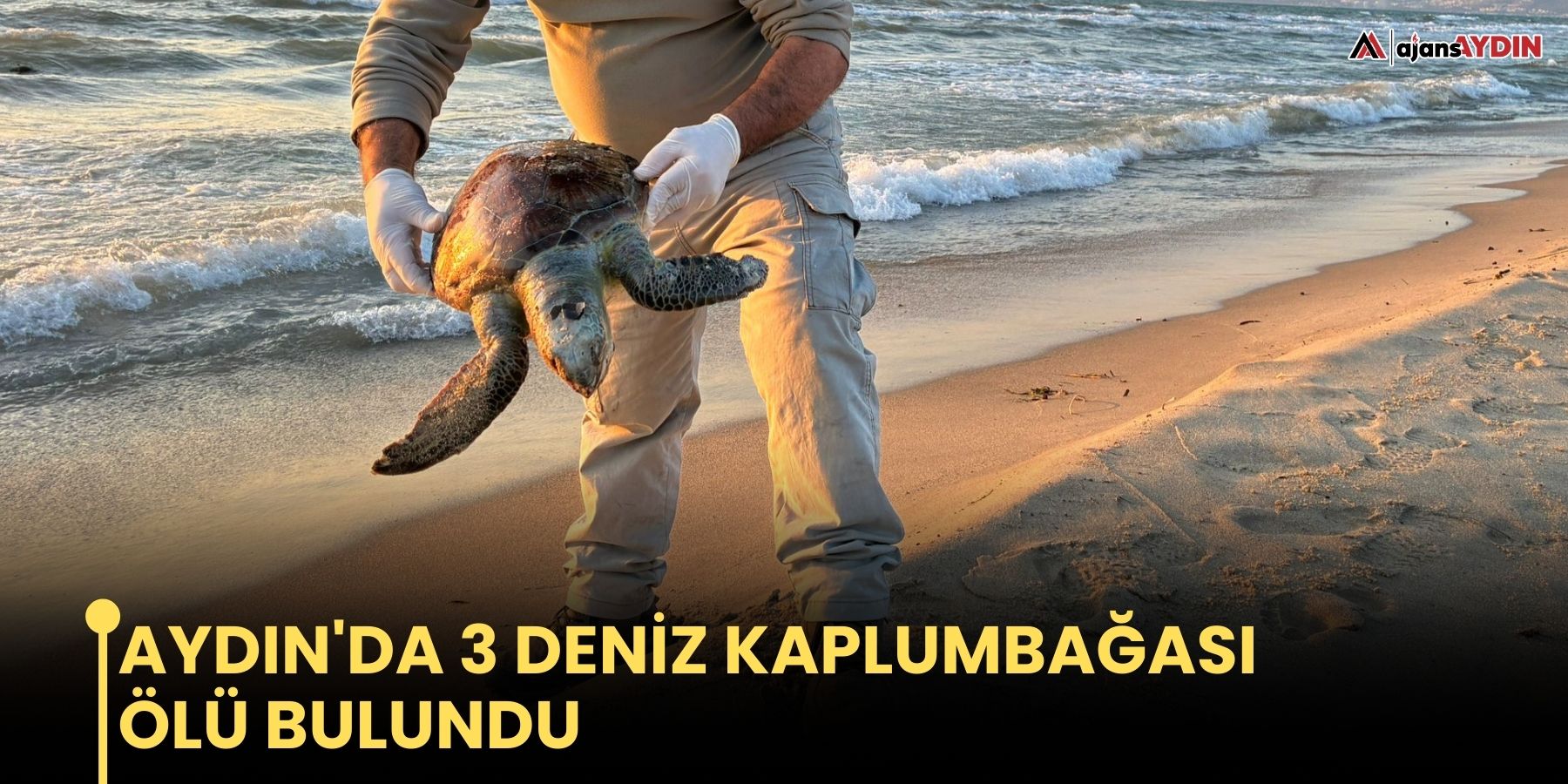 Aydın'da 3 deniz kaplumbağası ölü bulundu