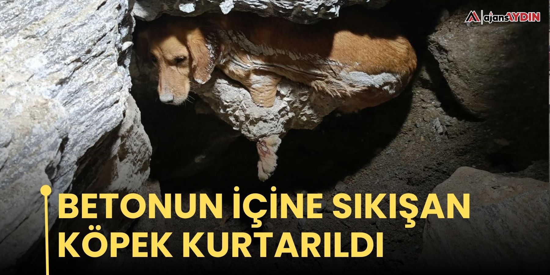 Betonun içine sıkışan köpek kurtarıldı