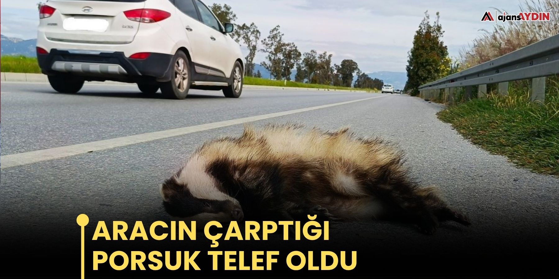 Aracın çarptığı porsuk telef oldu
