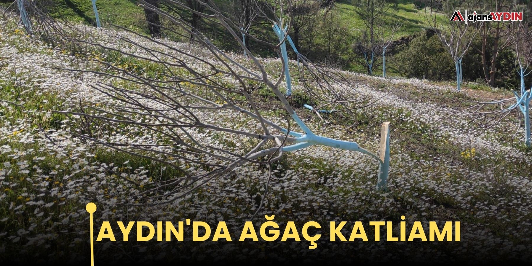 Aydın'da Ağaç Katliamı