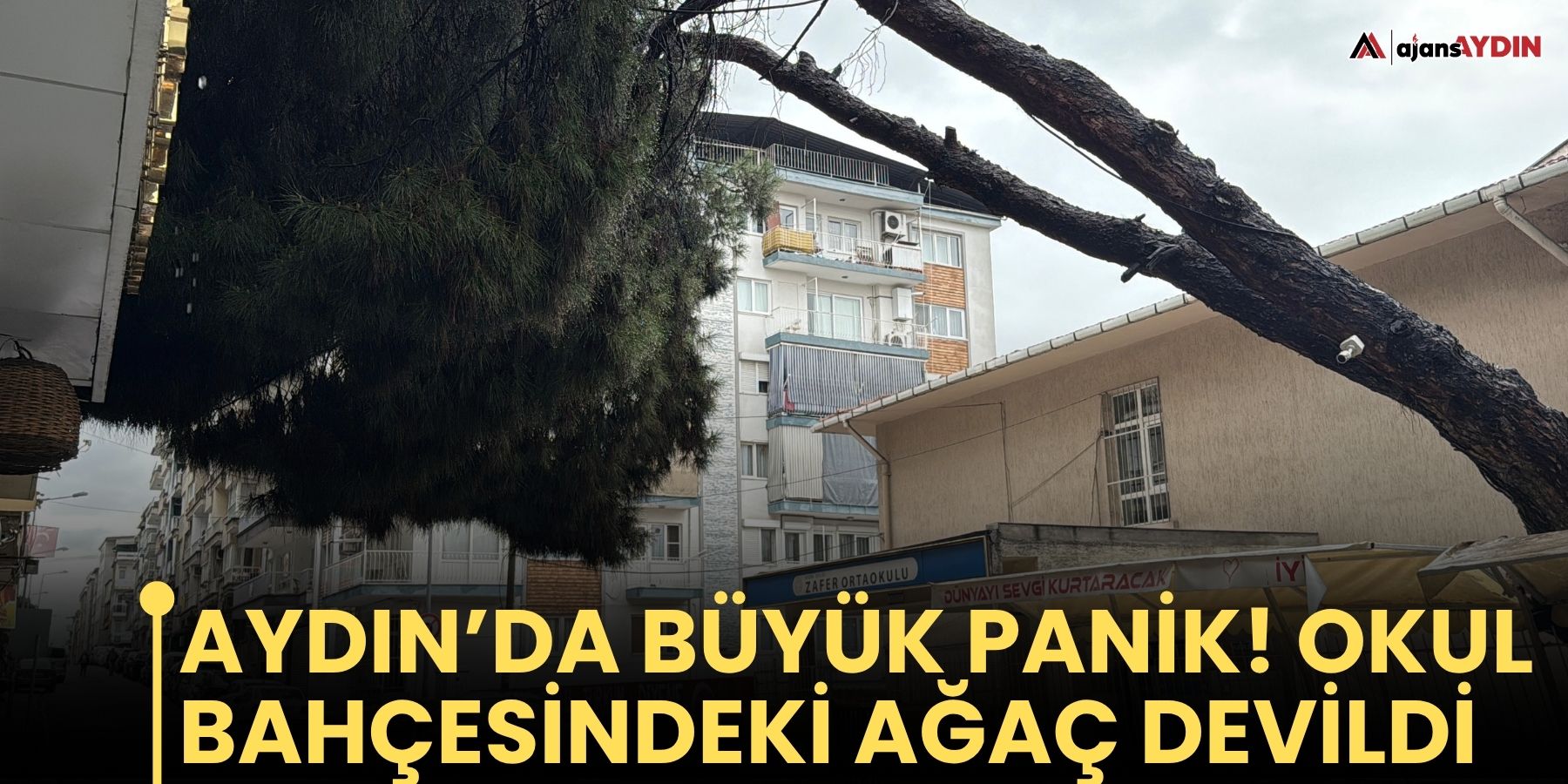 Aydın’da büyük panik! Okul bahçesindeki ağaç devildi.