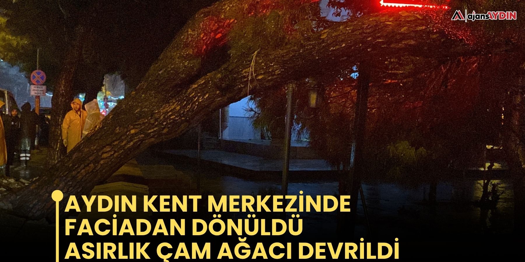 Aydın kent merkezinde faciadan dönüldü: Asırlık çam ağacı devrildi