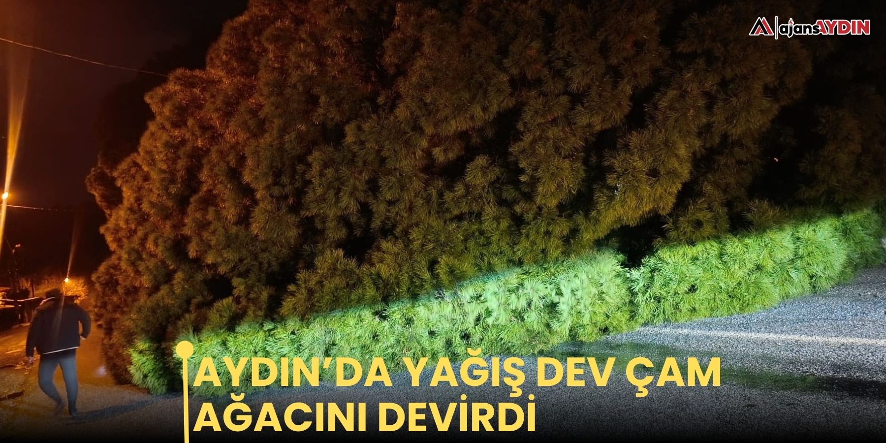 Aydın’da yağış dev çam ağacını devirdi