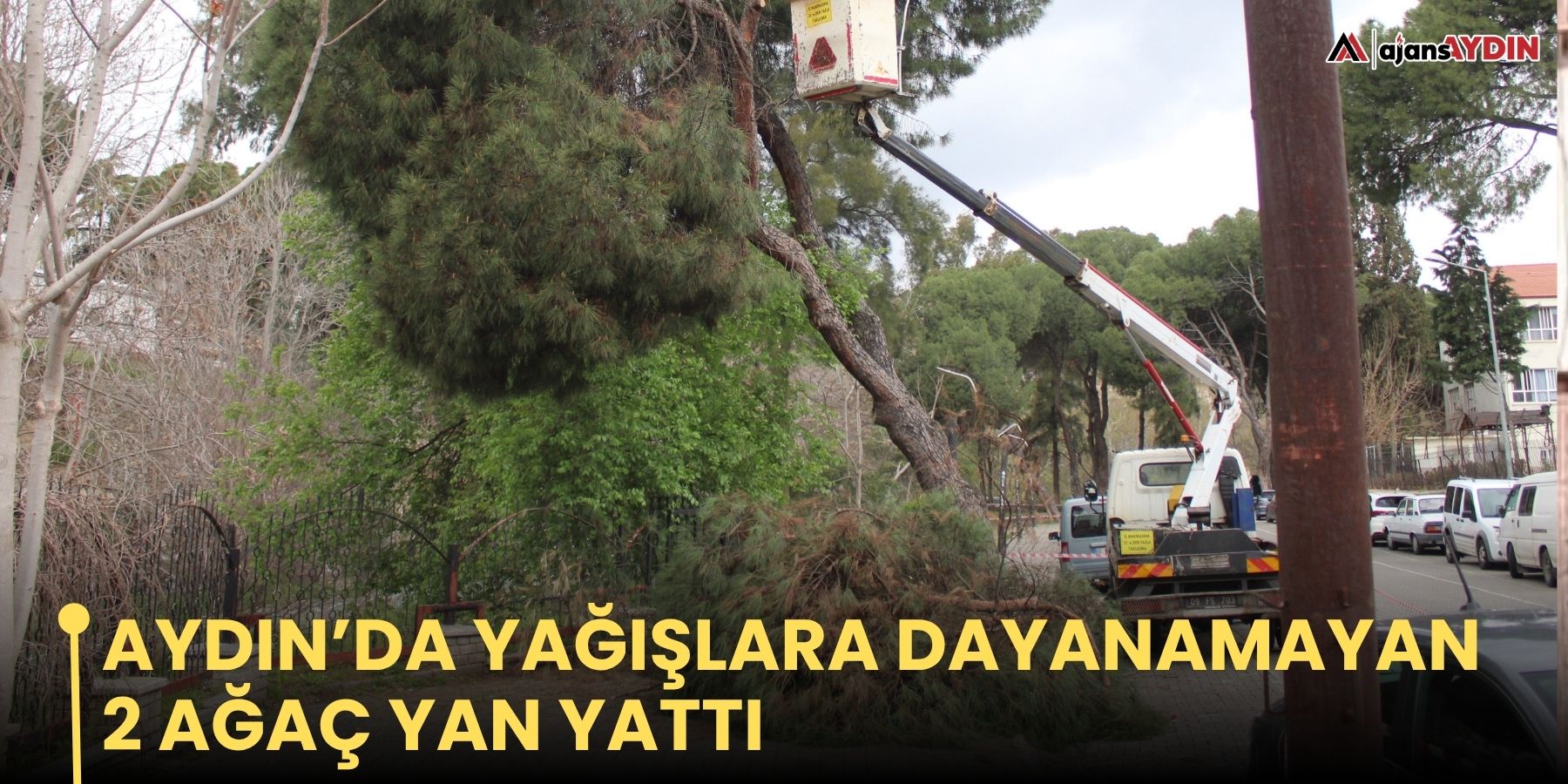 Aydın’da yağışlara dayanamayan 2 ağaç yan yattı