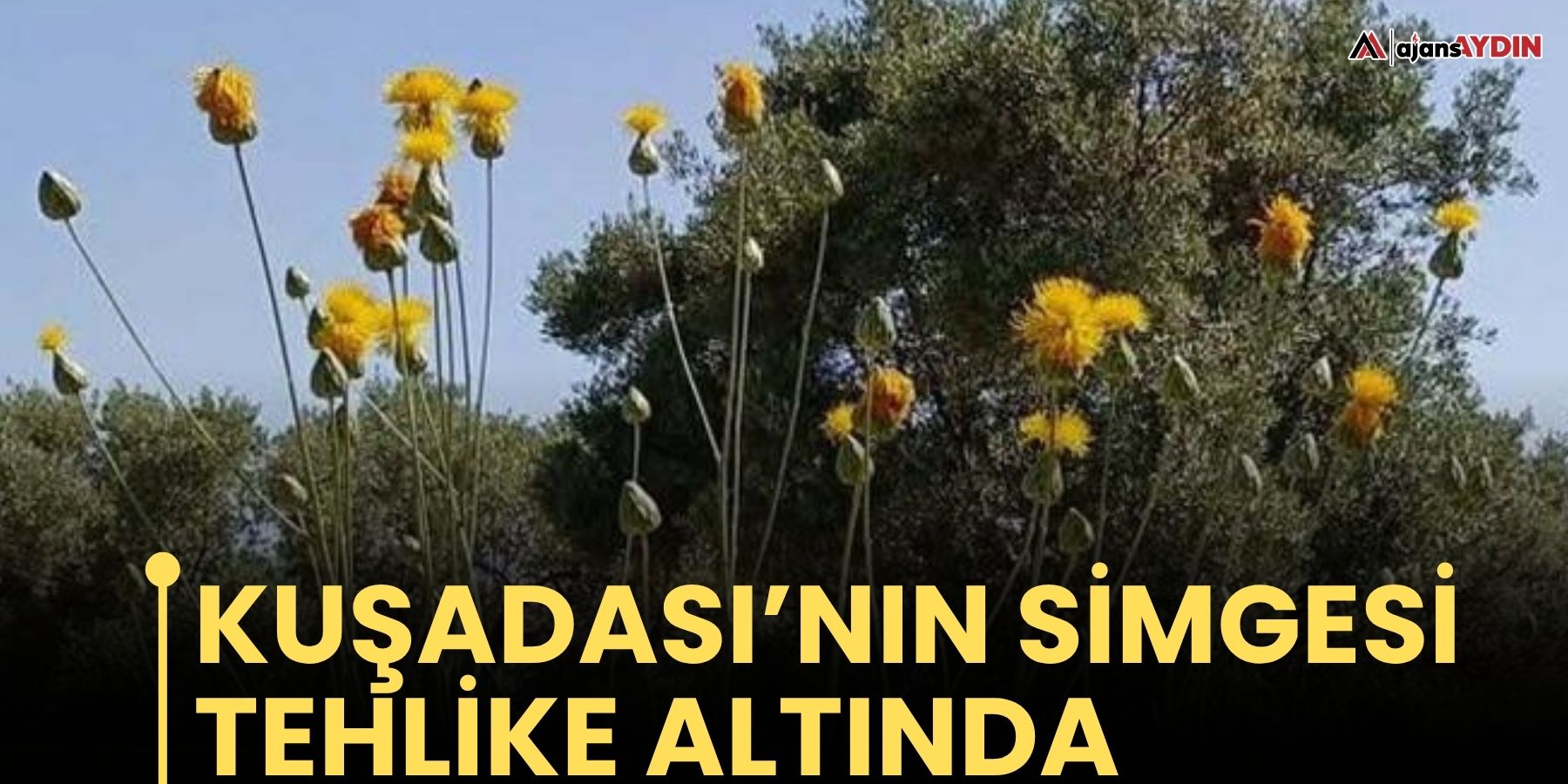 Kuşadası’nın simgesi  Tehlike altında