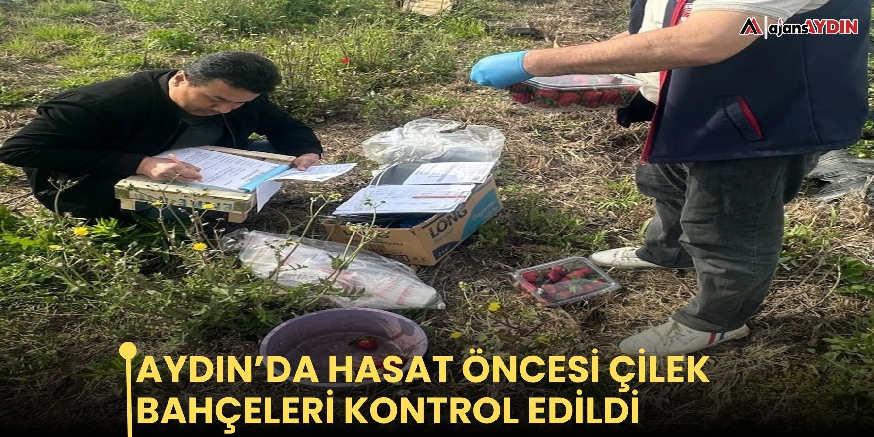 Aydın’da hasat öncesi çilek bahçeleri kontrol edildi