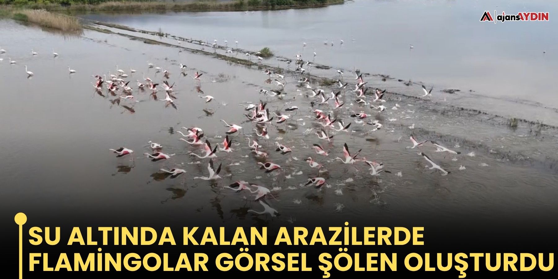 Su altında kalan arazilerde flamingolar görsel şölen oluşturdu