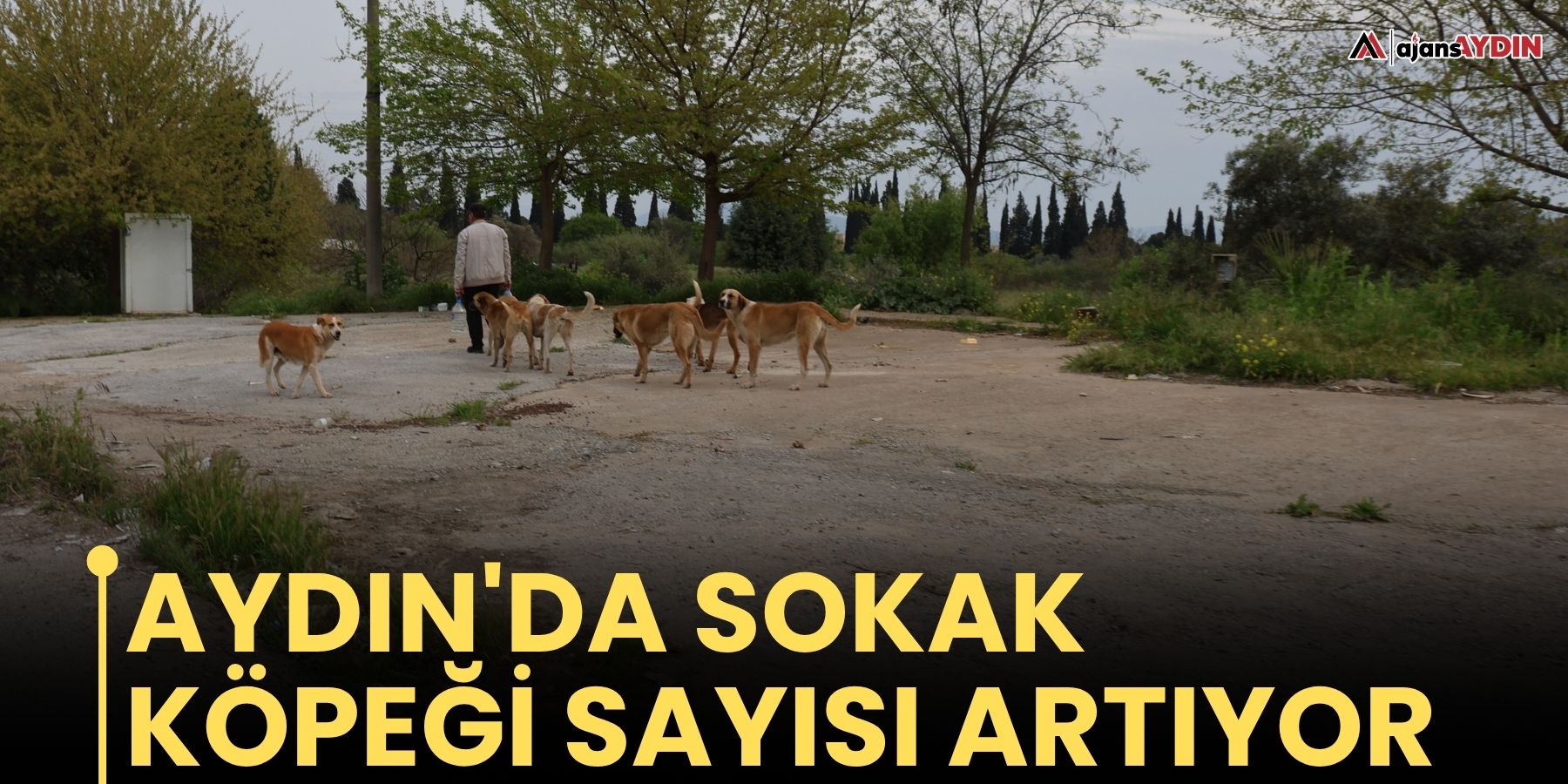Aydın'da sokak köpeği sayısı artıyor
