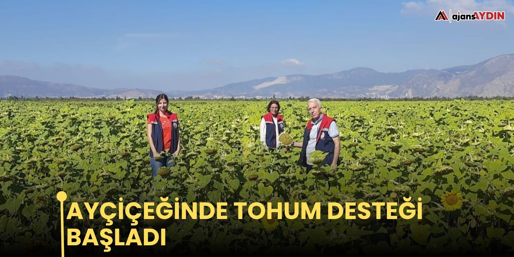 Ayçiçeğinde tohum desteği başladı