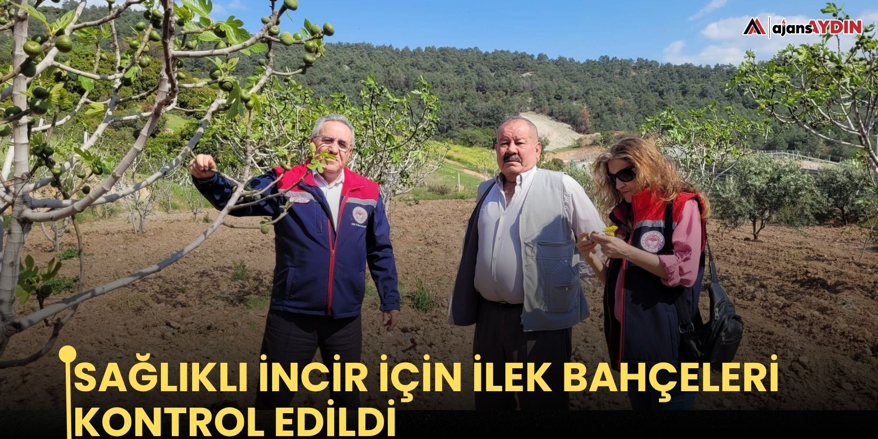Sağlıklı incir için ilek bahçeleri kontrol edildi