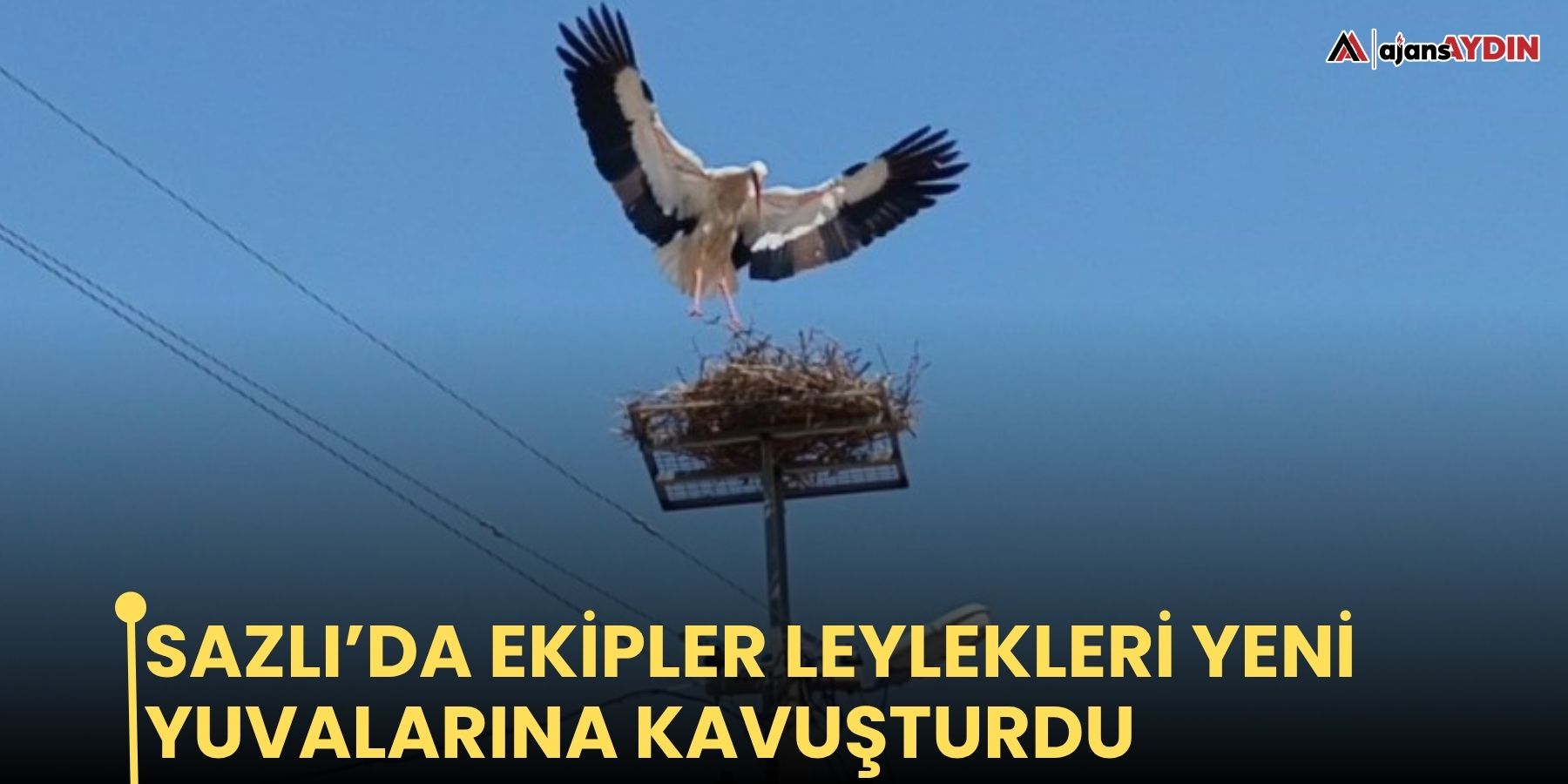 Sazlı’da ekipler leylekleri yeni yuvalarına kavuşturdu