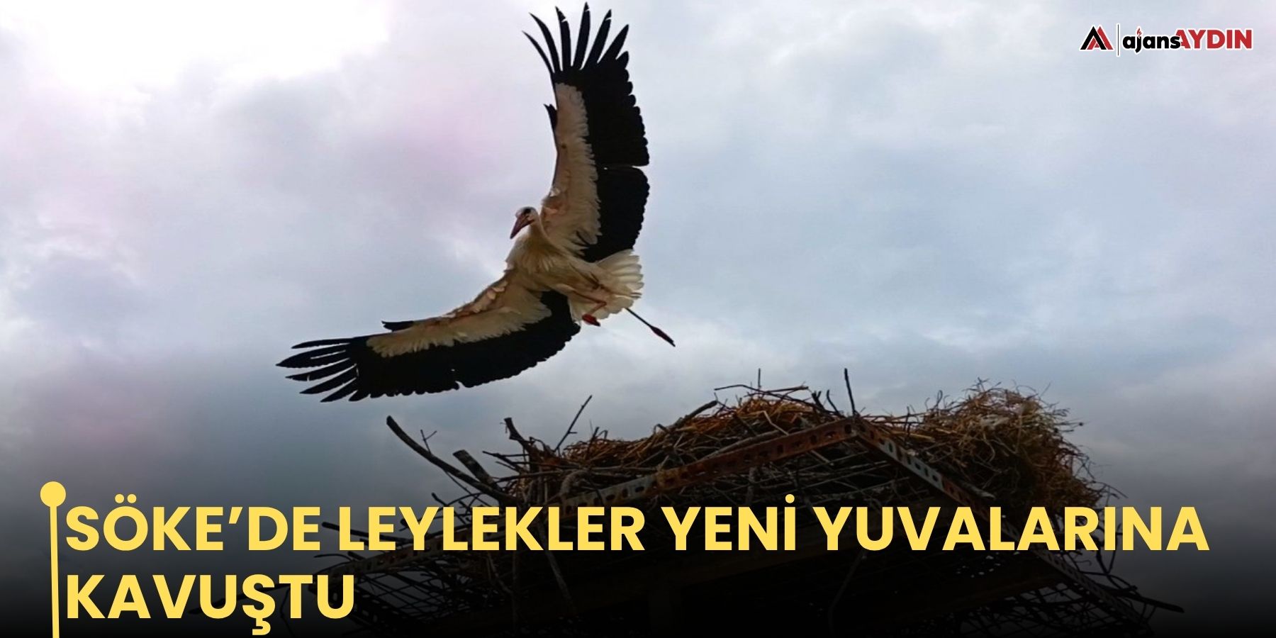 Söke’de leylekler yeni yuvalarına kavuştu