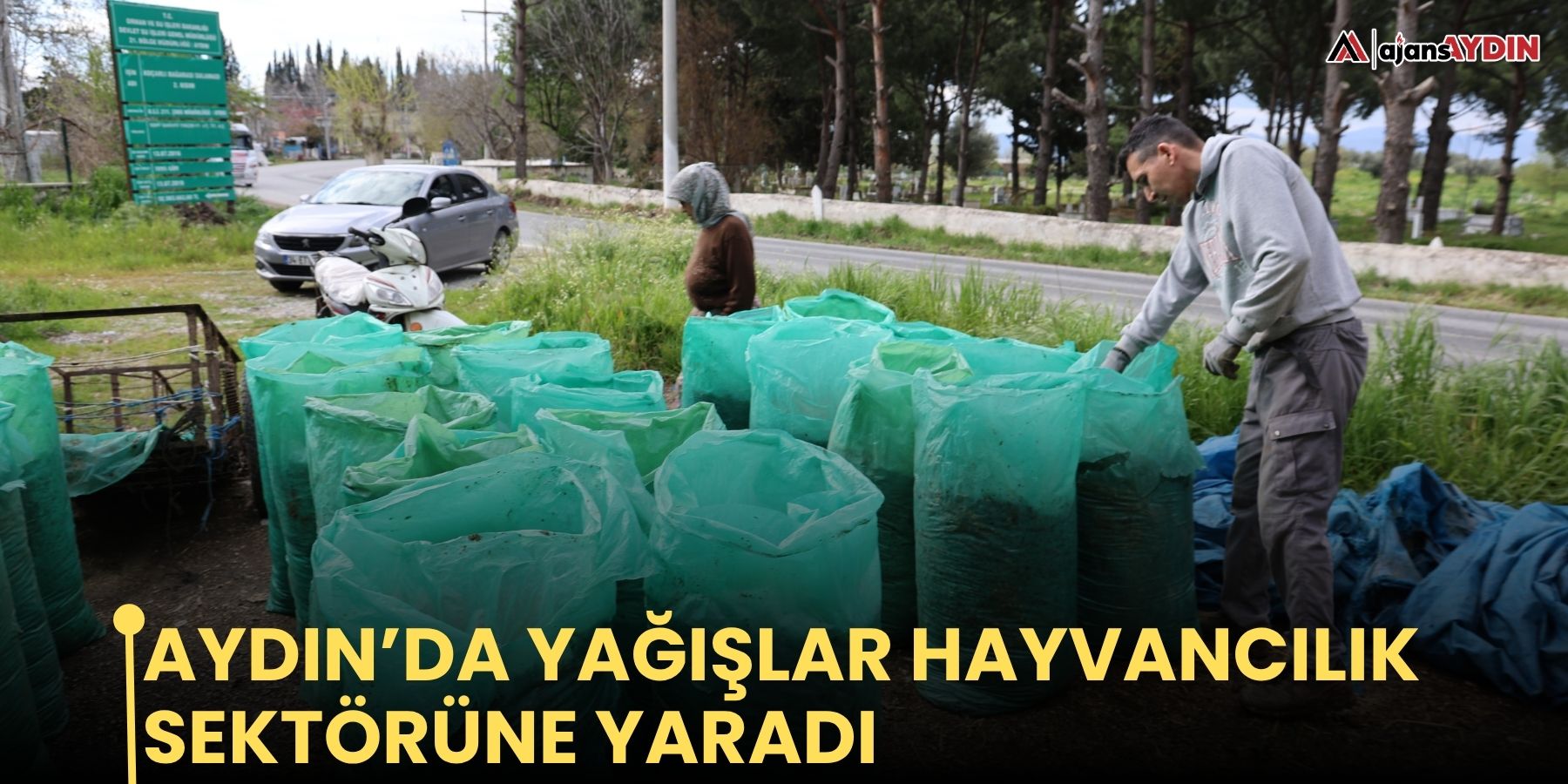 Aydın’da yağışlar hayvancılık sektörüne yaradı