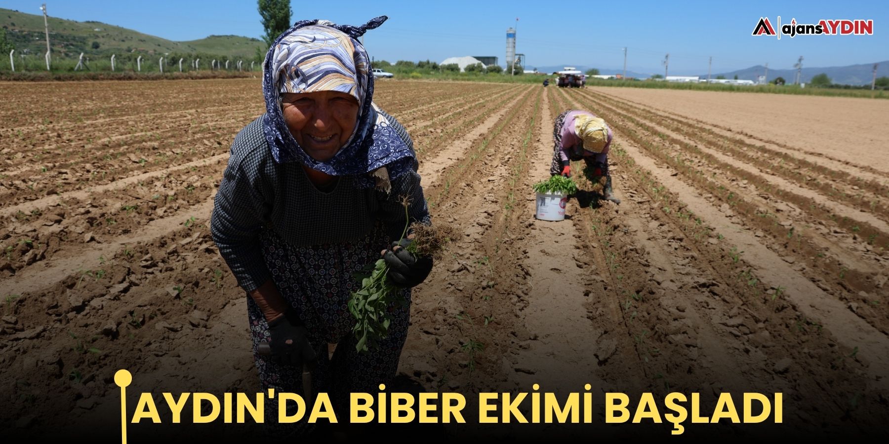 Aydın'da biber ekimi başladı