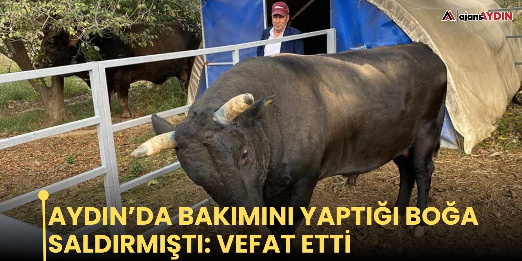 Aydın’da bakımını yaptığı boğa saldırmıştı: vefat etti