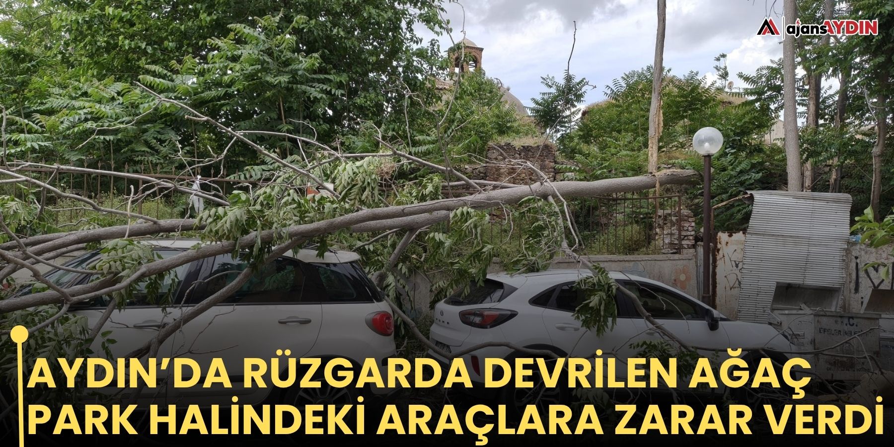 Aydın’da rüzgarda devrilen ağaç park halindeki araçlara zarar verdi