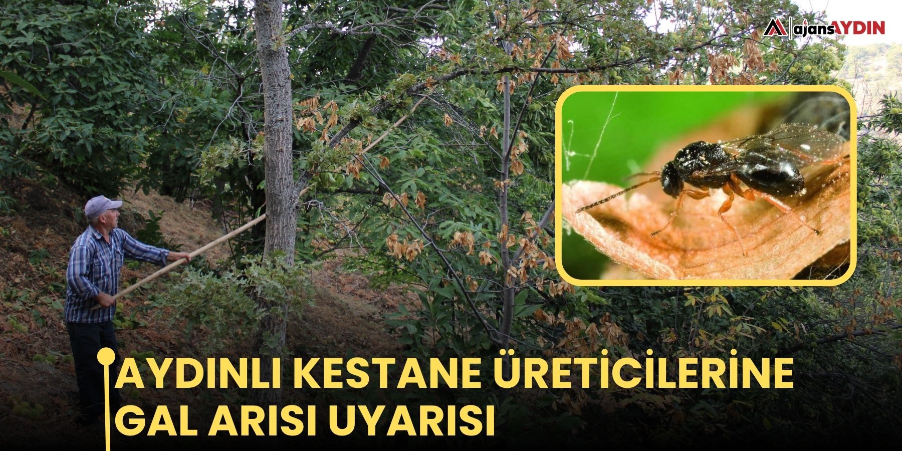 Aydınlı kestane üreticilerine gal arısı uyarısı
