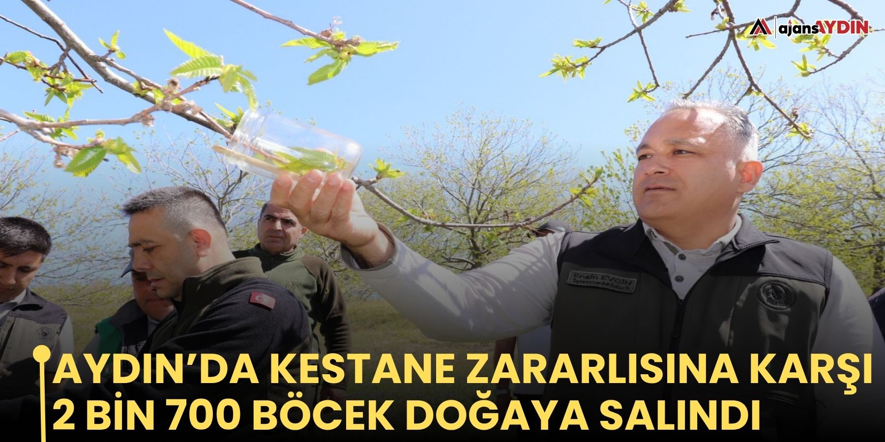 Aydın’da kestane zararlısına karşı 2 bin 700 böcek doğaya salındı